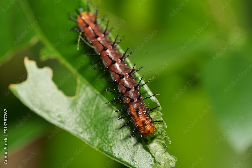 The caterpillar of Acraea terpsichore, commonly known as the Dione juno or Terpsichore Swallowtail, is the larval stage of a butterfly species in the family Nymphalidae.|銀紋紅袖 The caterpillar of Acraea terpsichore, commonly known as the Dione juno or Terpsichore Swallowtail, is the larval stage of a butterfly species in the family Nymphalidae.|銀紋紅袖