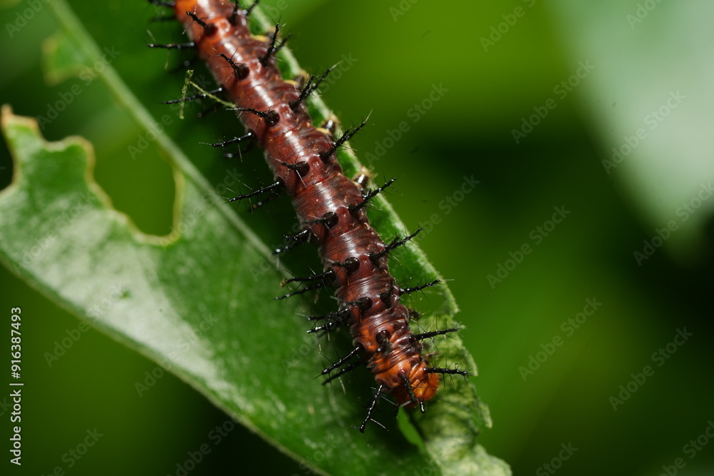 The caterpillar of Acraea terpsichore, commonly known as the Dione juno or Terpsichore Swallowtail, is the larval stage of a butterfly species in the family Nymphalidae.|銀紋紅袖 The caterpillar of Acraea terpsichore, commonly known as the Dione juno or Terpsichore Swallowtail, is the larval stage of a butterfly species in the family Nymphalidae.|銀紋紅袖