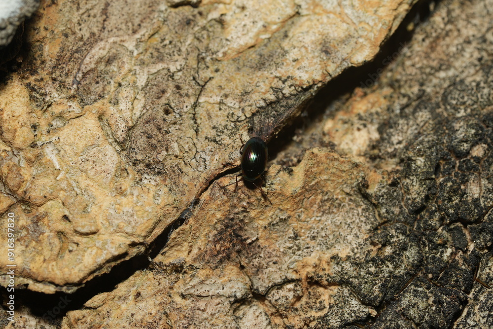Chilocorus melas is a species of ladybug (family Coccinellidae), known for its role as a natural predator of various plant pests. Chilocorus melas is a species of ladybug (family Coccinellidae), known for its role as a natural predator of various plant pests.