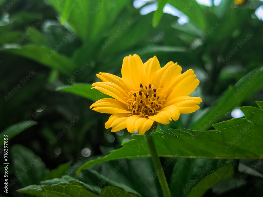Macro Shot of Yellow Flower with Green Leaves Background Macro Shot of Yellow Flower with Green Leaves Background