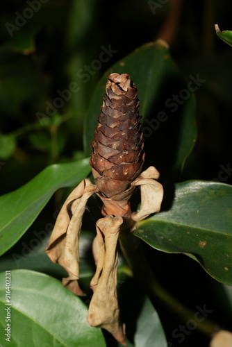 Indian Head Ginger is a common name for the plant Costus woodsonii, a species in the Costaceae family. This plant is also known as Red Button Ginger or Spiral Ginger photo