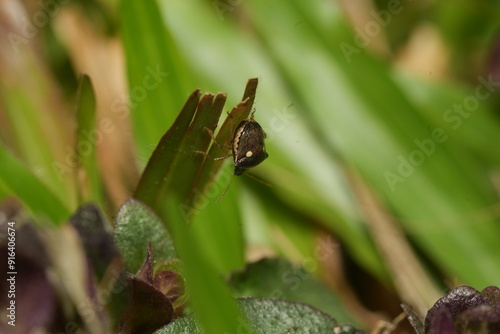 Eysarcoris annamita is a species of true bug belonging to the family Pentatomidae, commonly known as stink bugs.|二星蝽 photo