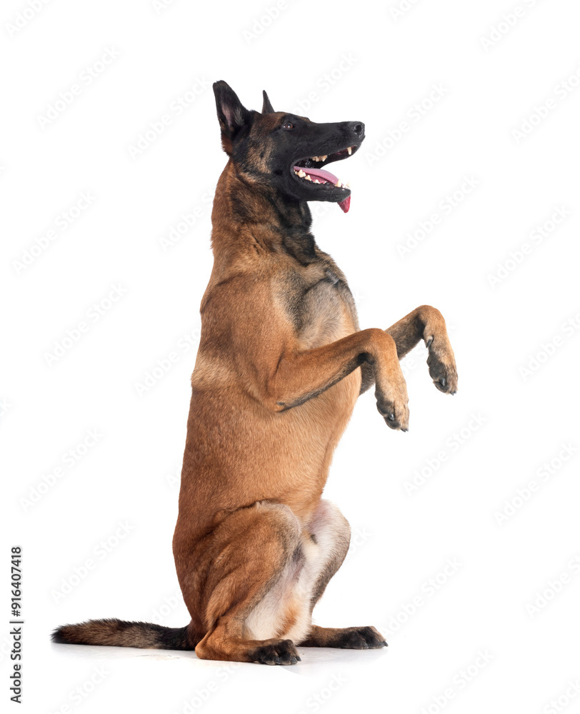 malinois in studio malinois in studio