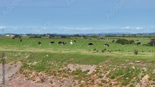 Outdoor Bred Cattle Farm Aerial View photo