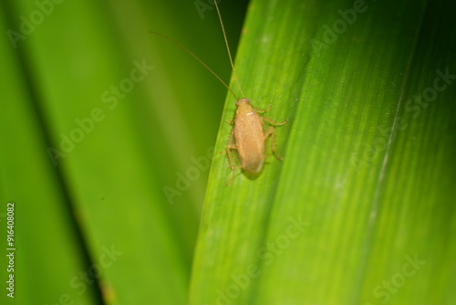 Ectobius pallidus, also known as the dusky cockroach or pale cockroach, is a species of cockroach native to Europe. It is generally found in outdoor environments like woodlands, grasslands|扁蠊 photo