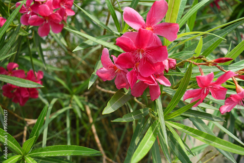 Nerium oleander in bloom, red siplicity bunch of flowers and green leaves on branches, Nerium Oleander shrub red flowers, ornamental shrub branches in daylight, bunch of flowers closeup