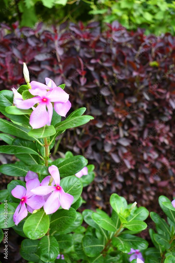 Close-up view of purple madagascar periwinkle, The scientific name is Catharanthus roseus, purple periwinkle flower closeup, Cape Periwinkle, Graveyard plant, Madagascar Periwinkle, Old Maid, closeup 