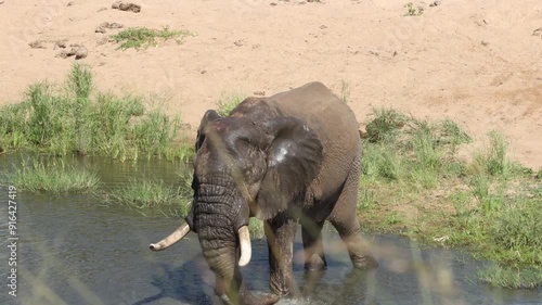 An African bull elephant with large tusks stands in a river, drinks and sprays water over his face and then walks in the water towards the photographer in the Kruger National Park in South Africa.