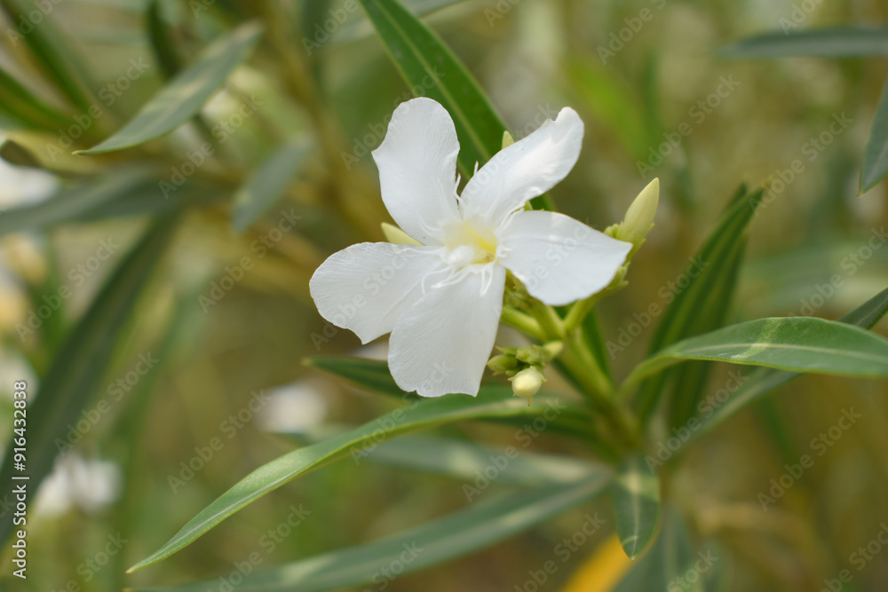 Fototapeta premium Nerium oleander in bloom, White siplicity bunch of flowers and green leaves on branches, Nerium Oleander shrub white flowers, ornamental shrub branches in daylight, bunch of flowers closeup