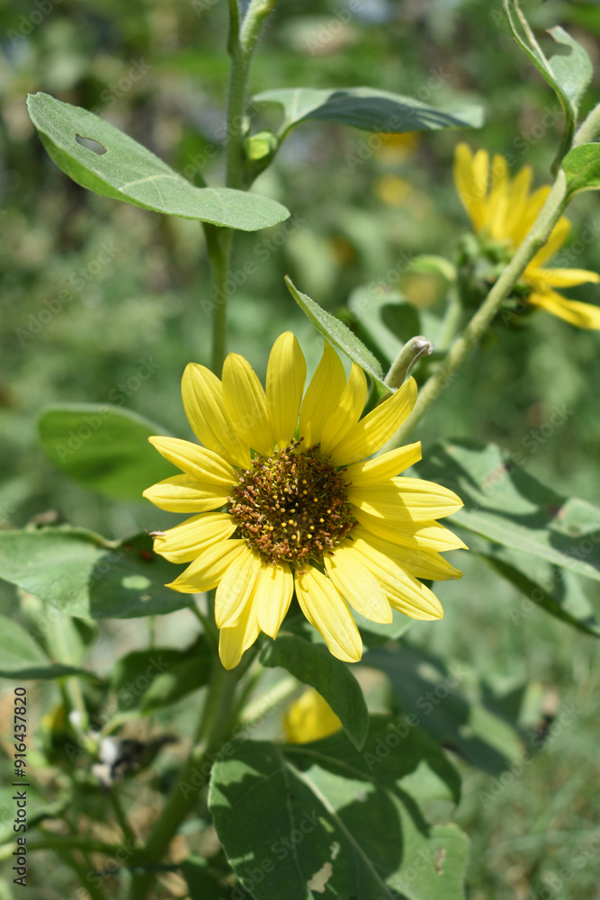 Closeup of a sunflower growing in a field of sunflowers during a nice sunny summer day, Sunflower natural background. flower blooming, Beautiful field of blooming sunflowers, Chakwal, Punjab, Pakistan Closeup of a sunflower growing in a field of sunflowers during a nice sunny summer day, Sunflower natural background. flower blooming, Beautiful field of blooming sunflowers, Chakwal, Punjab, Pakistan
