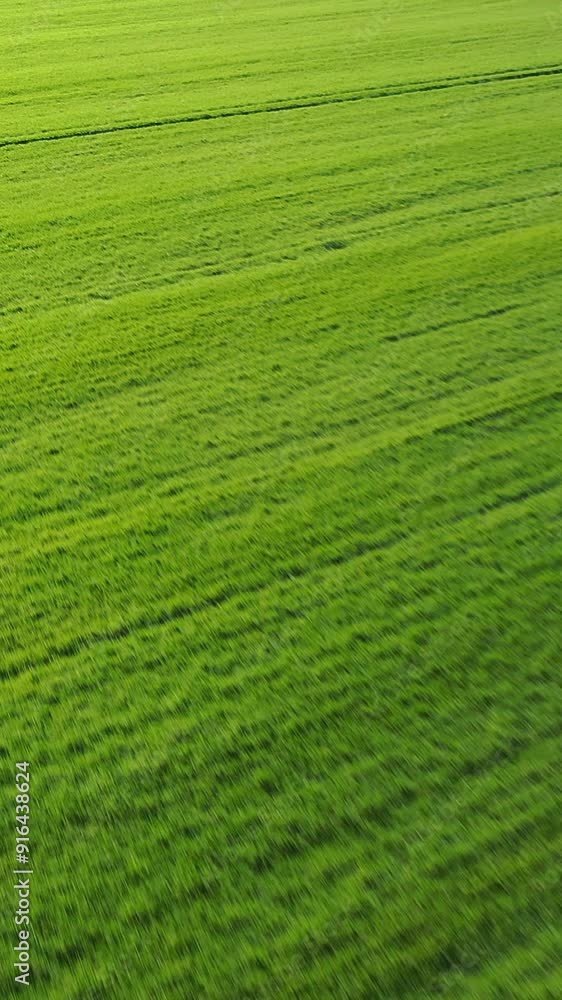 Vertical drone video of flight over winter wheat fields at early autumn. View down. Vertical drone video of flight over winter wheat fields at early autumn. View down.
