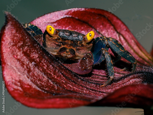 crab aqurium flower eyes yellow vampire black red photo