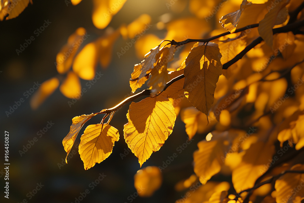 Fototapeta premium Autumn leaves, yellow and orange