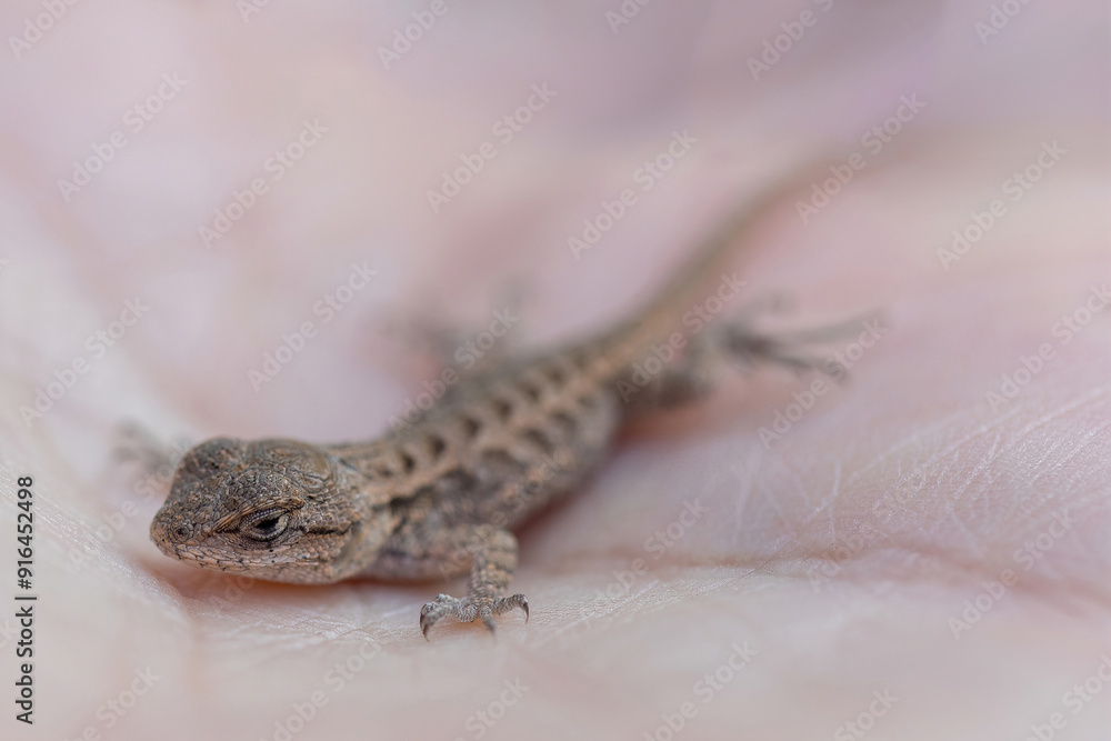 Coast Range Fence Lizard Hatchling Resting on Human's Hand. Mountain View, Santa Clara County, California. Coast Range Fence Lizard Hatchling Resting on Human's Hand. Mountain View, Santa Clara County, California.