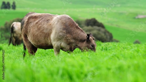 Beef cows and calfs grazing on grass in south west victoria, Australia. eating hay and silage. breeds include specked park, murray grey, angus and brangus photo