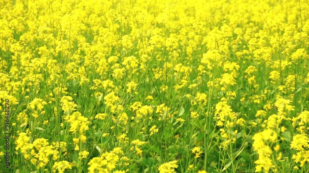 Mustard has yellow flowers that are beautiful to field. Mustard has yellow flowers that are beautiful to field.