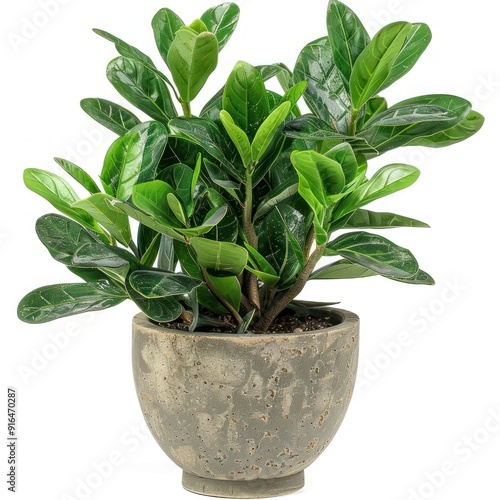 Green plant in a gray pot isolated on white background.