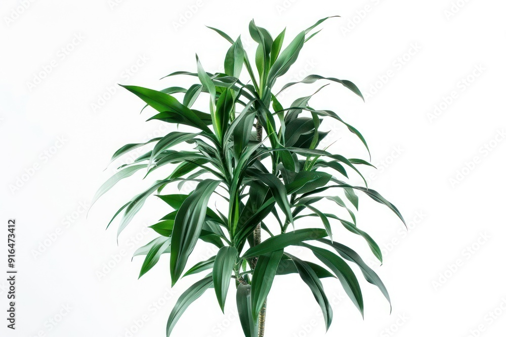 Green Plant with Long Leaves. Green Plant with Long Leaves.
