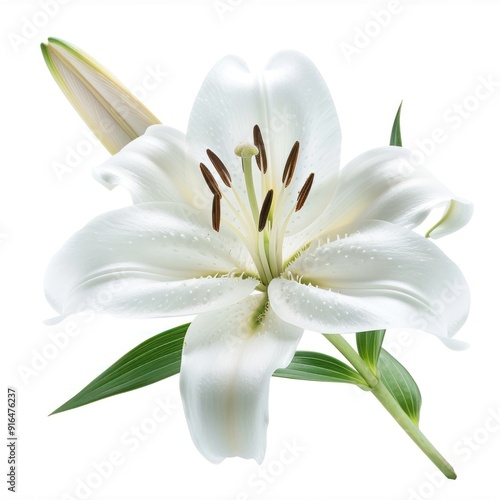 Single White Lily Flower Isolated on White Background.