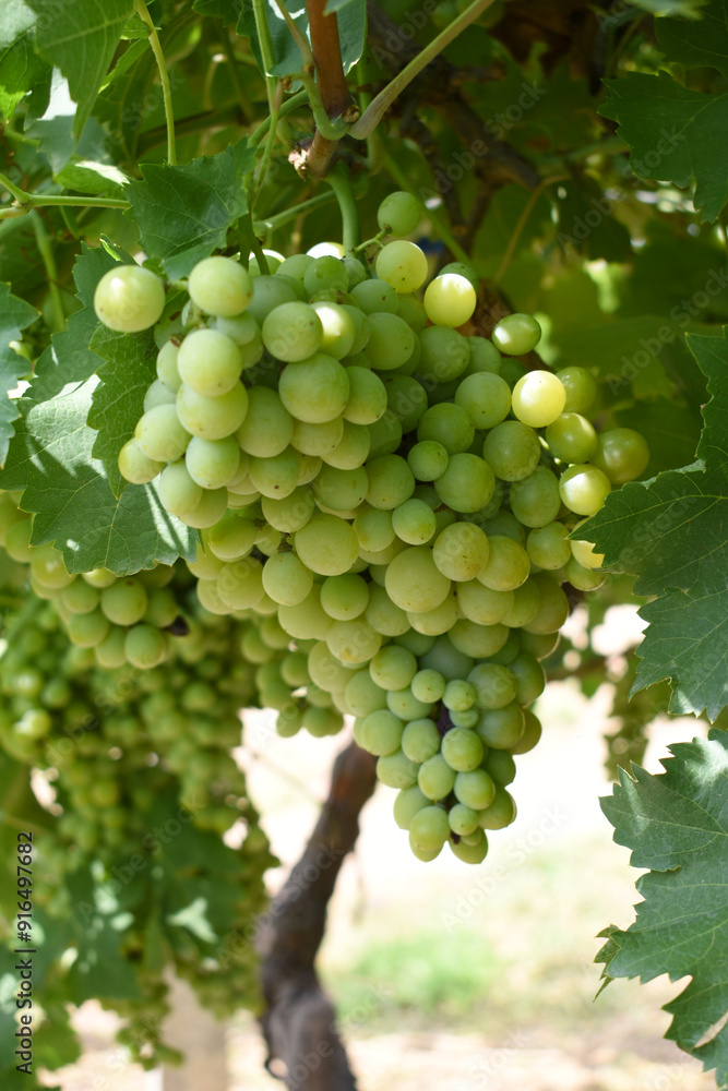 Close up of grapes hanging on Vine, Hanging grapes. Grape farming. Grapes farm. Tasty green grape bunches hanging on branch. Grapes With Selective Focus on the subject, Chakwal, Punjab, Pakistan Close up of grapes hanging on Vine, Hanging grapes. Grape farming. Grapes farm. Tasty green grape bunches hanging on branch. Grapes With Selective Focus on the subject, Chakwal, Punjab, Pakistan