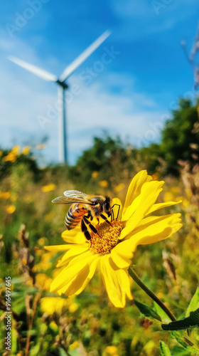 Honeybee on Vibrant Yellow Flower, sustainable energy solutions, green technology, environmental harmony, renewable resources, ecological balance, climate action, nature and innovation, clean energy f photo