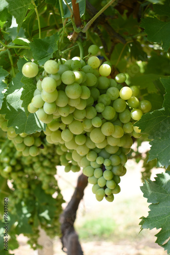 Wallpaper Mural Close up of grapes hanging on Vine, Hanging grapes. Grape farming. Grapes farm. Tasty green grape bunches hanging on branch. Grapes With Selective Focus on the subject, Chakwal, Punjab, Pakistan Torontodigital.ca