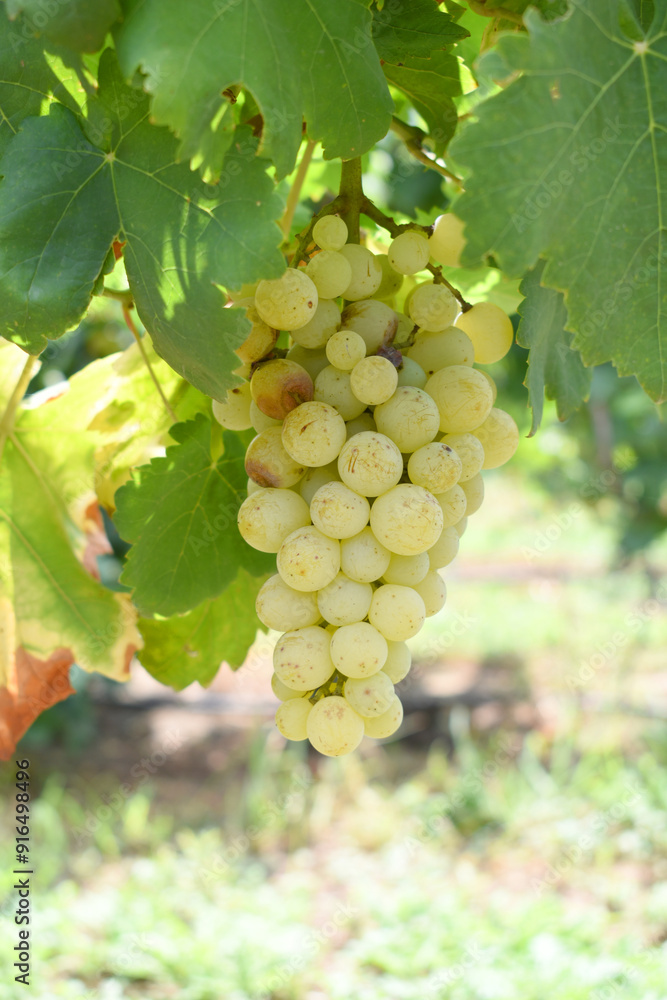 Close up of grapes hanging on Vine, Hanging grapes. Grape farming. Grapes farm. Tasty green grape bunches hanging on branch. Grapes With Selective Focus on the subject, Chakwal, Punjab, Pakistan Close up of grapes hanging on Vine, Hanging grapes. Grape farming. Grapes farm. Tasty green grape bunches hanging on branch. Grapes With Selective Focus on the subject, Chakwal, Punjab, Pakistan