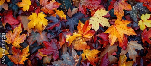 Autumn Leaves