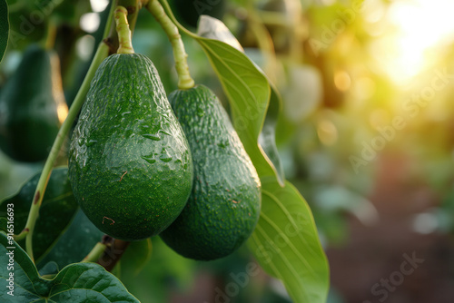 Avocado growing