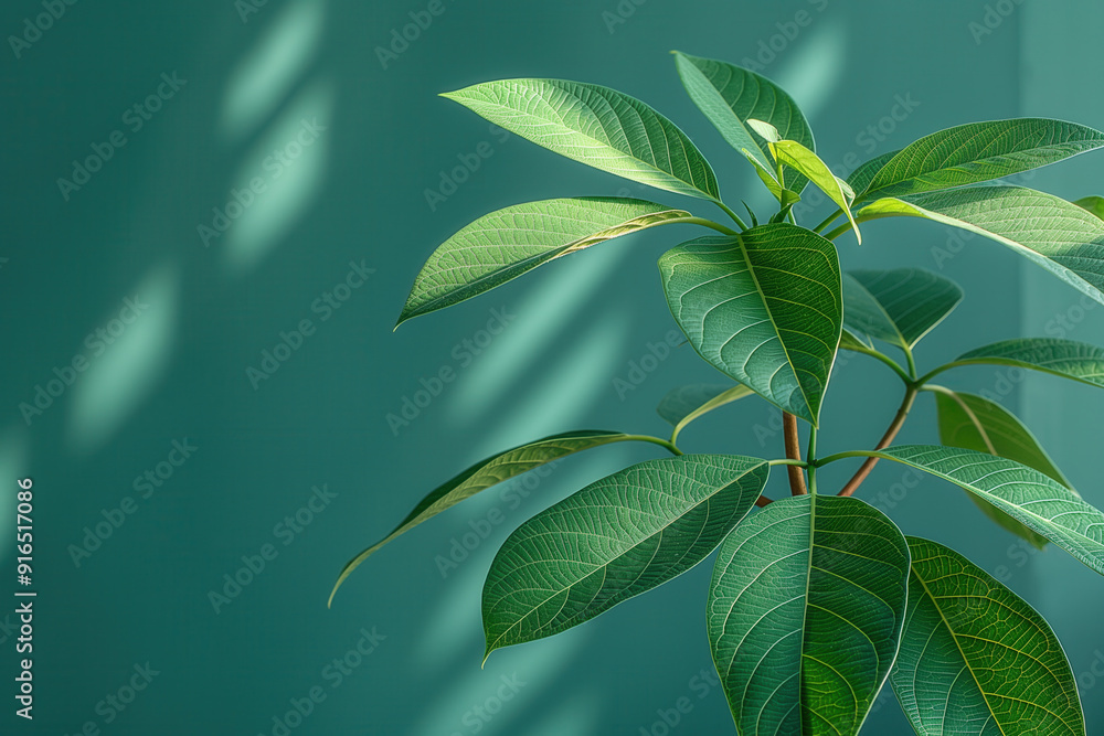 Obraz premium Avocado plant
