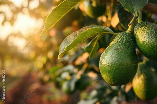 Avocado plantation