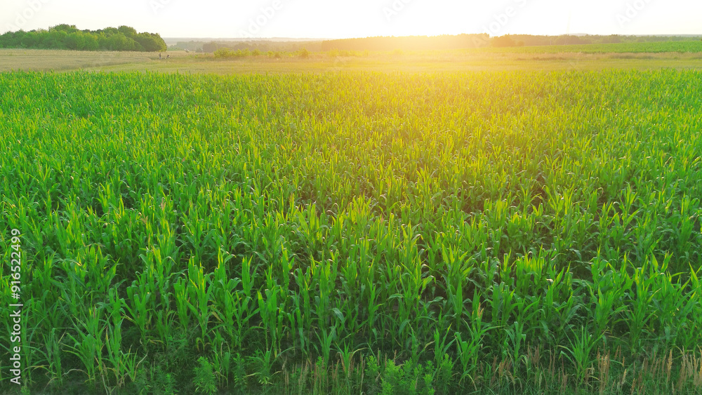 Drone shot of green cornfield at sunset Drone shot of green cornfield at sunset
