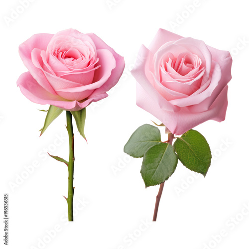 two pink rose isolated on transparent background cutout photo