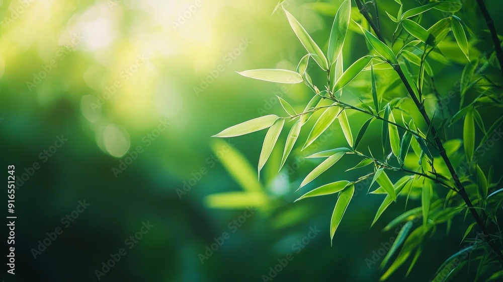Obraz premium Selective focus Stunning view of defocused bamboo forest during a sunny day. Natural, green background with copy space.