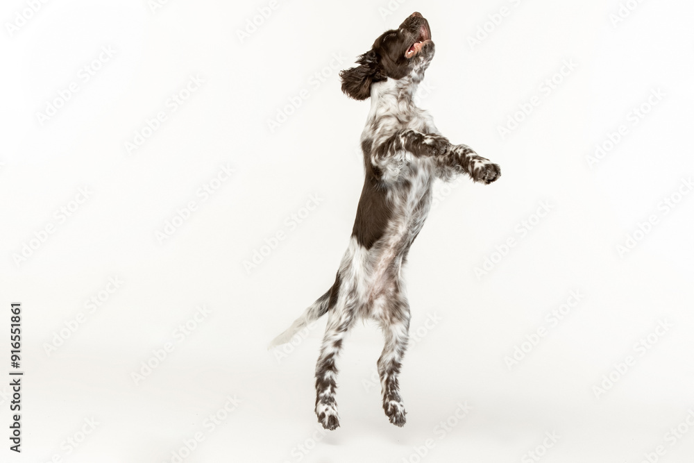 English springer spaniel puppy on white background English springer spaniel puppy on white background