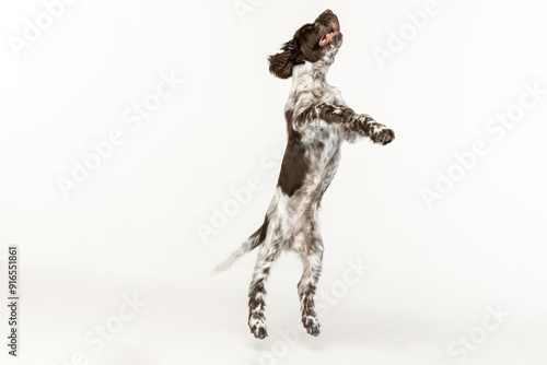 English springer spaniel puppy on white background