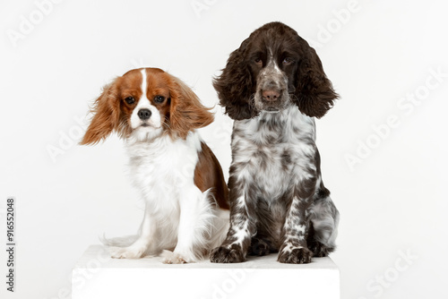 Obraz na plátně English springer spaniel puppy on white background