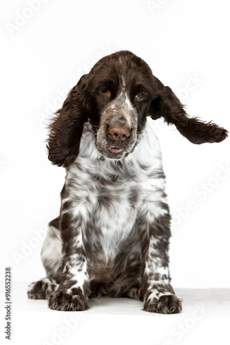 English springer spaniel puppy on white background