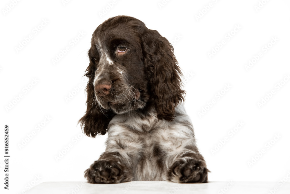 English springer spaniel puppy on white background English springer spaniel puppy on white background