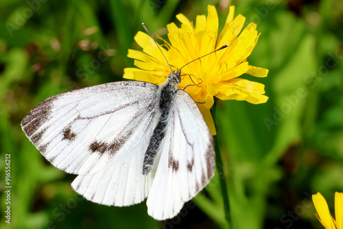 Photography Butterfly