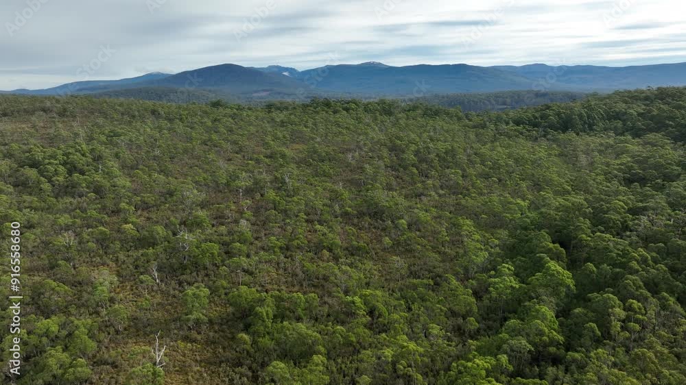flying over a plantation of trees, in a forestry farm, in the bush in the mountains
flying over a plantation of trees, in a forestry farm, in the bush in the mountains