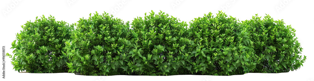Green garden bushe, cut out Green garden bushe, cut out