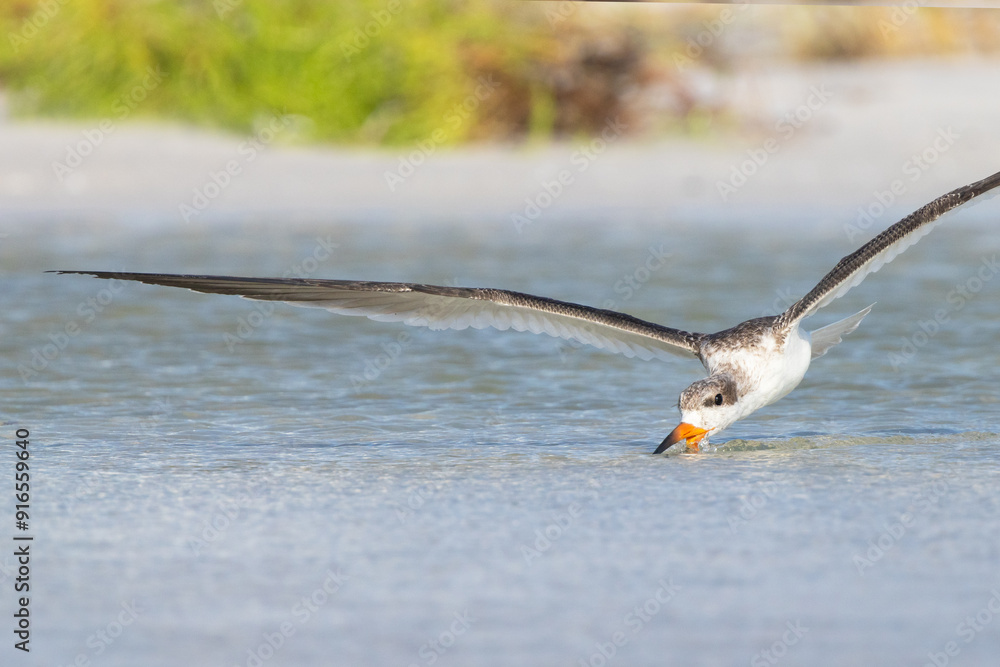 A young black skimmer (Rynchops niger), a beautiful shorebird with an interesting way of feeding, skims for fish in a pool of water along Lido Beach, Florida. A young black skimmer (Rynchops niger), a beautiful shorebird with an interesting way of feeding, skims for fish in a pool of water along Lido Beach, Florida.