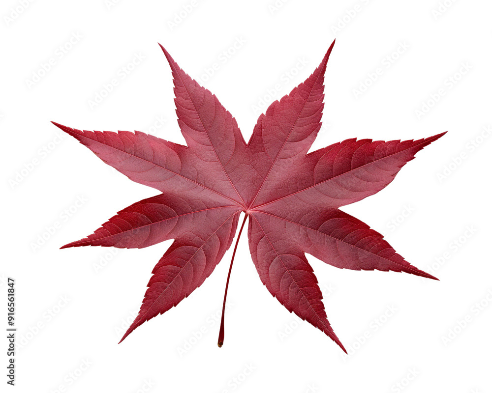 Vibrant red leaf showcasing intricate details and a unique shape, perfect for autumn-themed designs and natural backgrounds. Vibrant red leaf showcasing intricate details and a unique shape, perfect for autumn-themed designs and natural backgrounds.