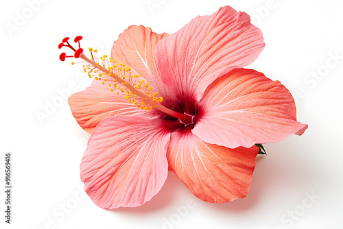 Pink Hibiscus flower isolated on a white background