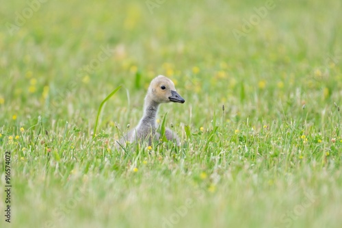 Gosling in the grass photo