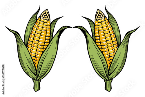 Ears of corn on the cob and fresh maize on white background