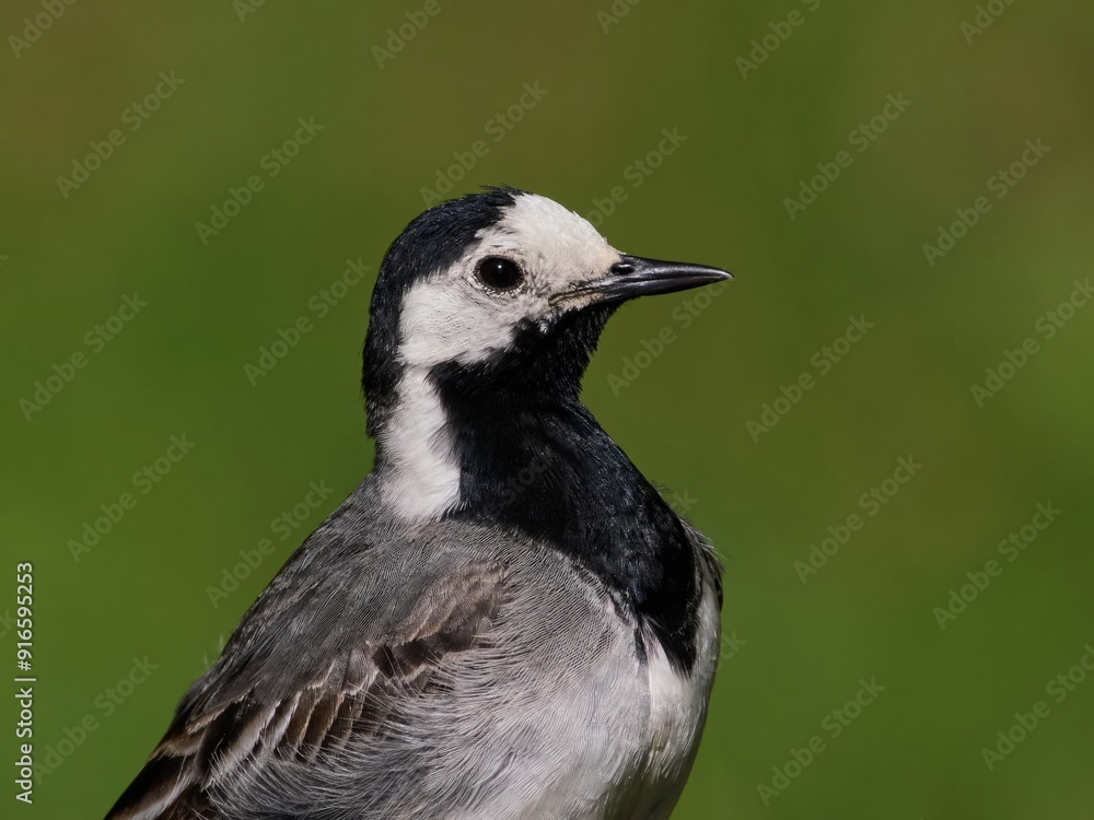 Obraz premium White wagtail (Motacilla alba)