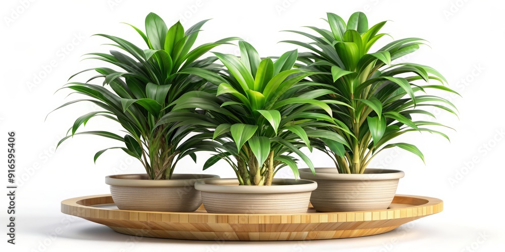 Vibrant Dracaena braunii plants bloom in a flowerpot adorned with a natural bamboo House plate, isolated on a crisp white background in a stunning 3D rendering. Vibrant Dracaena braunii plants bloom in a flowerpot adorned with a natural bamboo House plate, isolated on a crisp white background in a stunning 3D rendering.