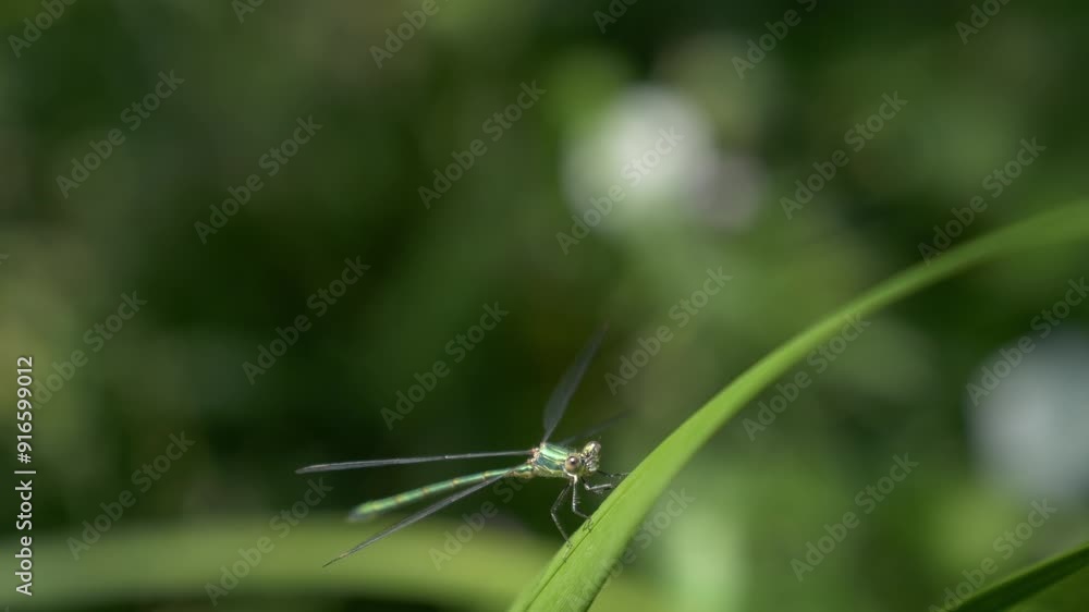 A dragonfly sits on a green reed leaf. Green flora and fauna of nature. A dragonfly sits on a green reed leaf. Green flora and fauna of nature.